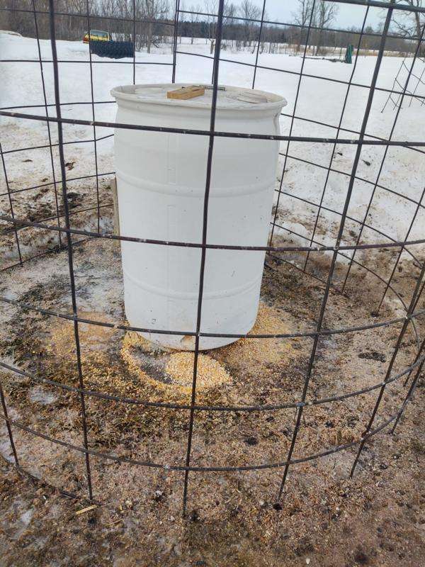 Should I Feed the Pheasants in the Winter?